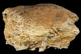 Pachycephalosaurus Skull Fragment - Alberta (Disposition #) #129771-2